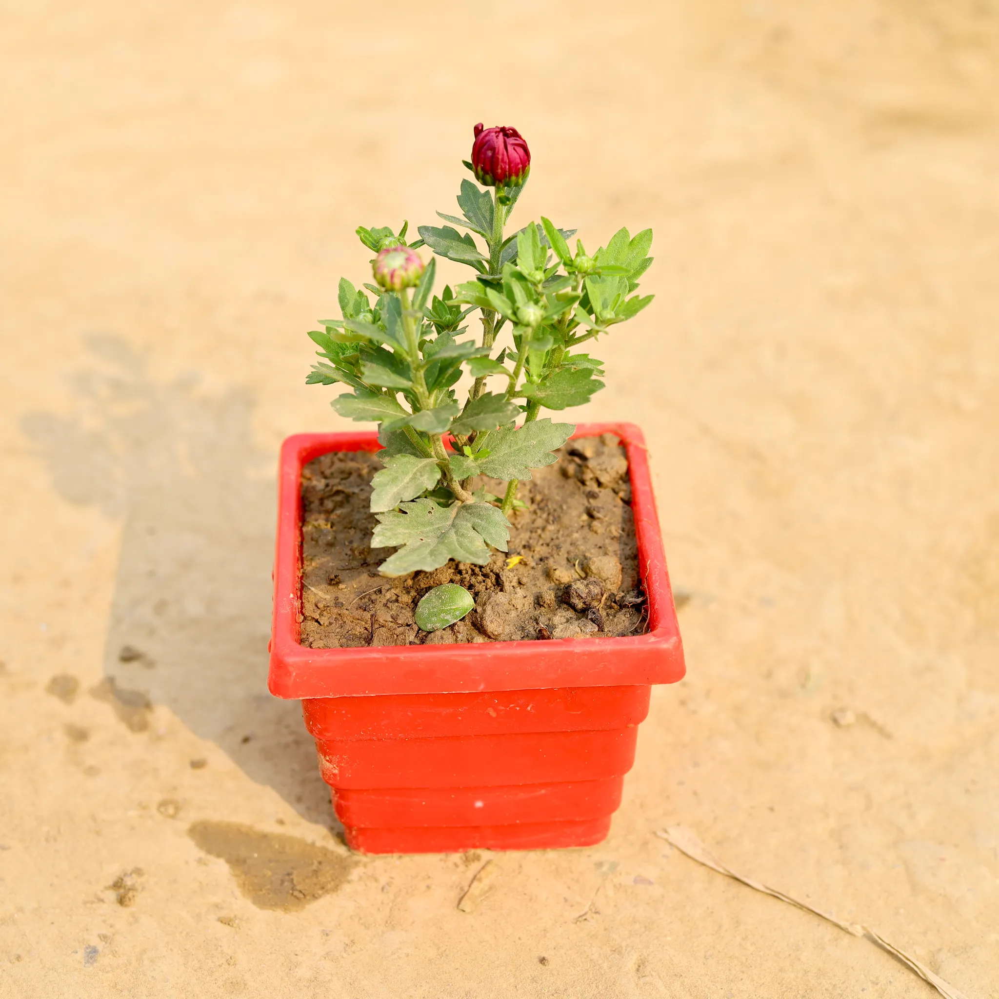 Chrysanthemum / Guldawari / Guldaudi (Any Colour) in 4 Inch Red Premium Orchid Square Plastic Pot