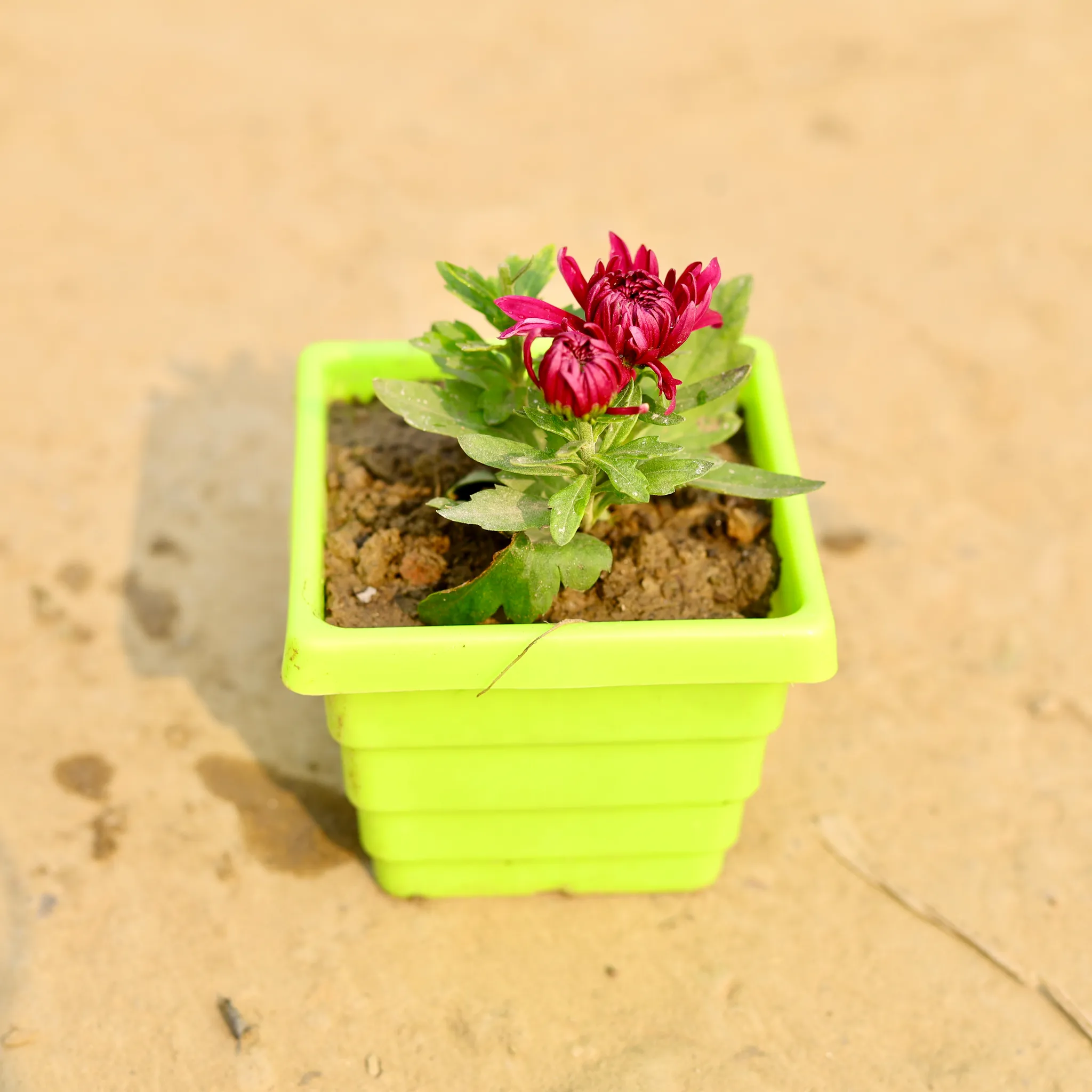 Chrysanthemum / Guldawari / Guldaudi (Any Colour) in 4 Inch Green Premium Orchid Square Plastic Pot