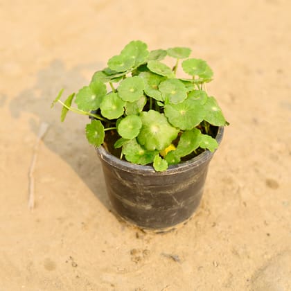 Buy Brahmi Dollar / Pennywort / Coin Plant in 4 Inch Nursery Pot Online | Urvann.com