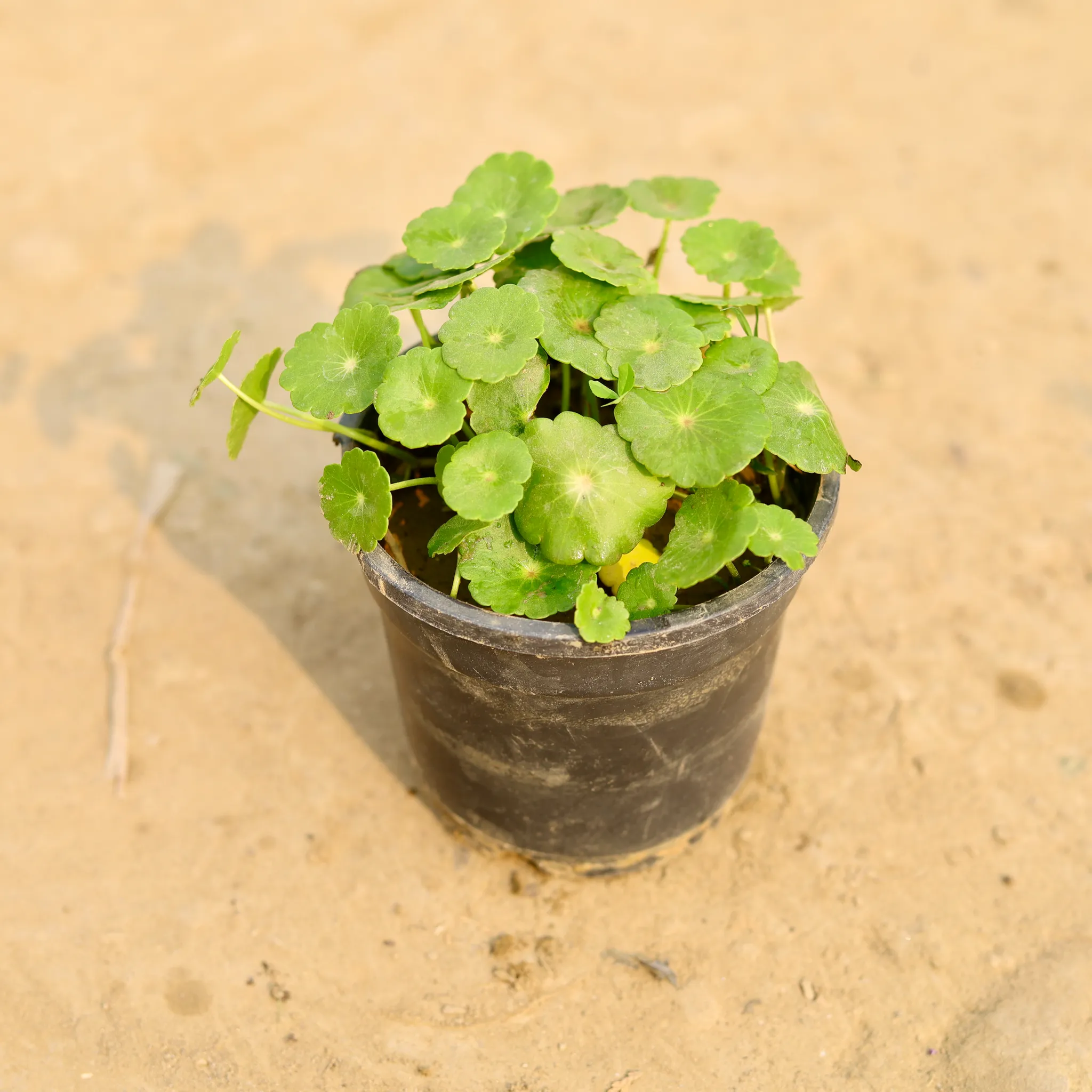 Brahmi Dollar / Pennywort / Coin Plant in 4 Inch Nursery Pot