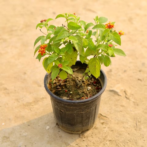 Lantana Red in 6 Inch Nursery Pot
