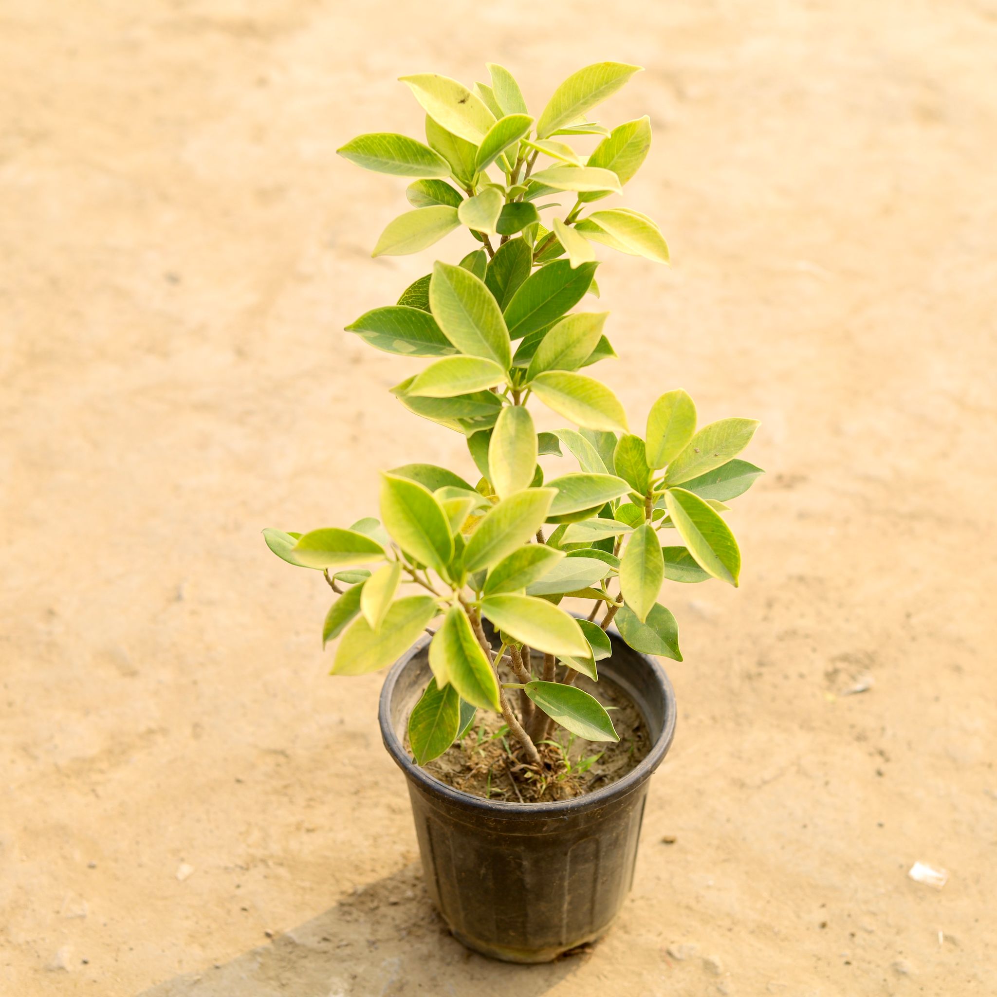 Ficus Green in 6 Inch Nursery Pot