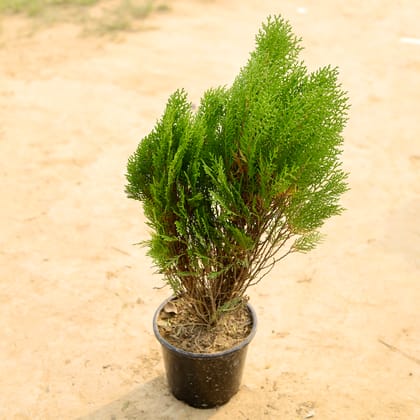 Buy Morpankhi Bushy in 6 Inch Nursery Pot Online | Urvann.com