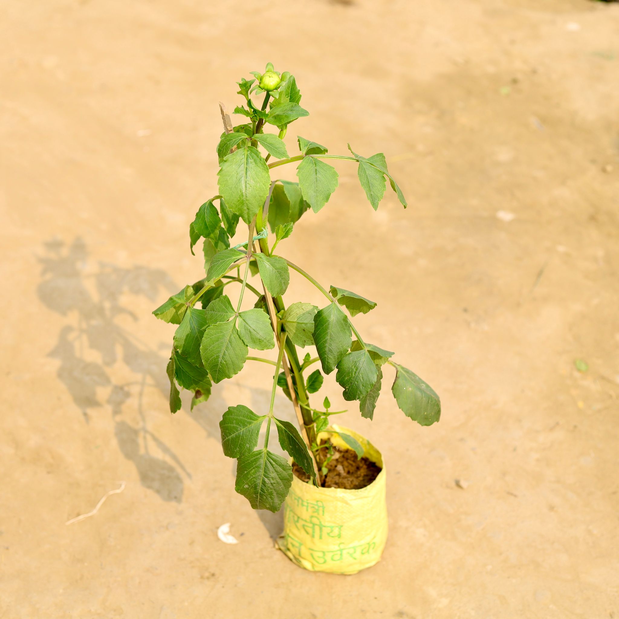 Dahlia (Any Colour) in 4 Inch Nursery Bag