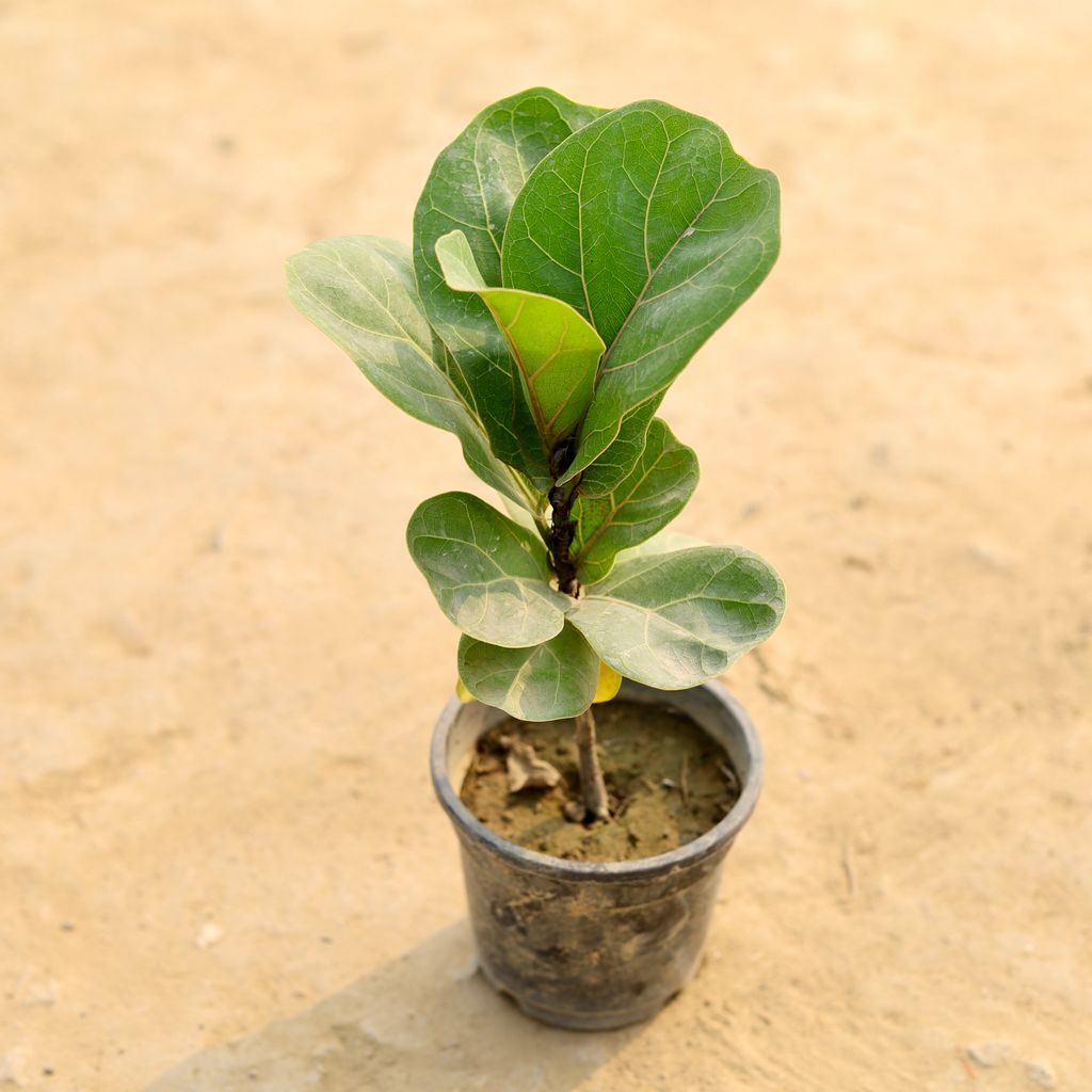 Buy Fiddle Leaf Fig / Ficus Lyrata in 5 Inch Nursery Pot Online | Urvann.com Fiddle Leaf Fig / Ficus Lyrata in 5 Inch Nursery Pot