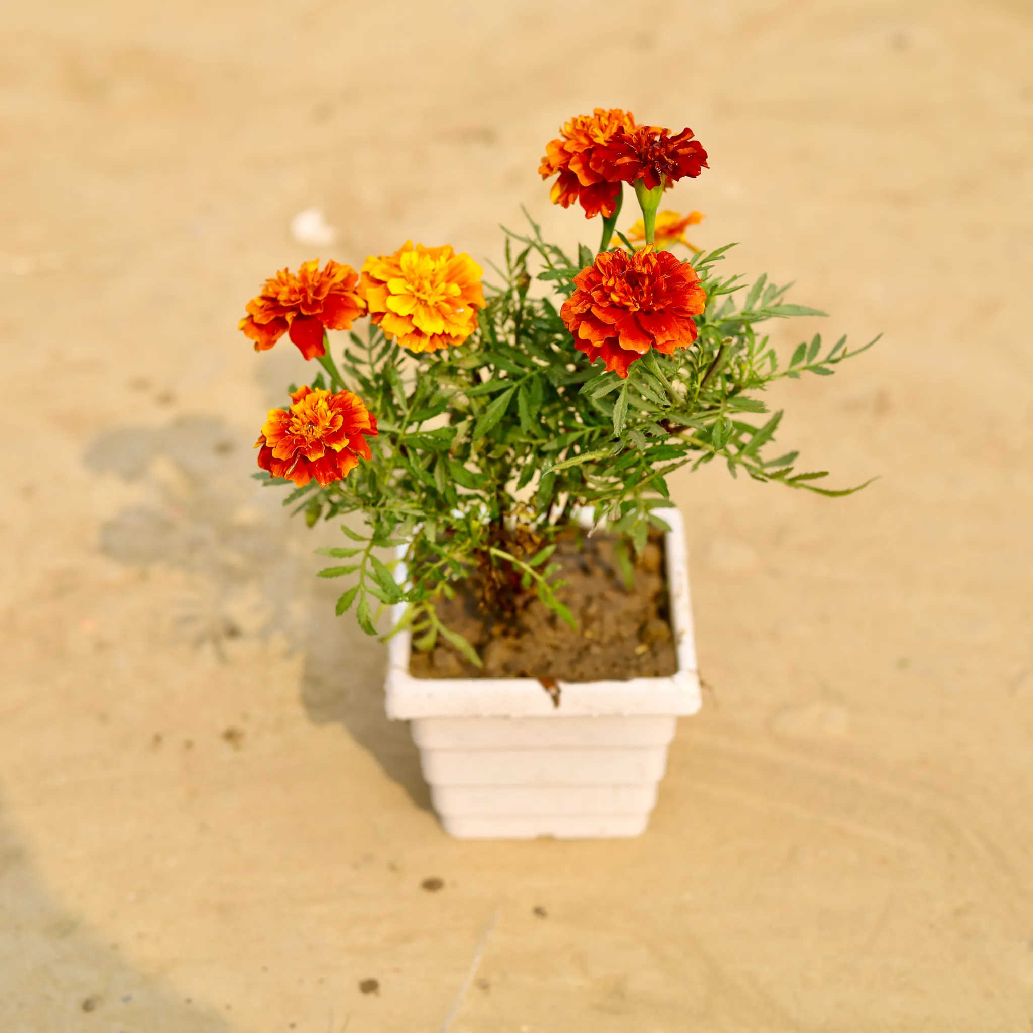 Marigold / Genda Jafri (Any Colour) in 4 Inch White Marble Premium Orchid Square Plastic Pot