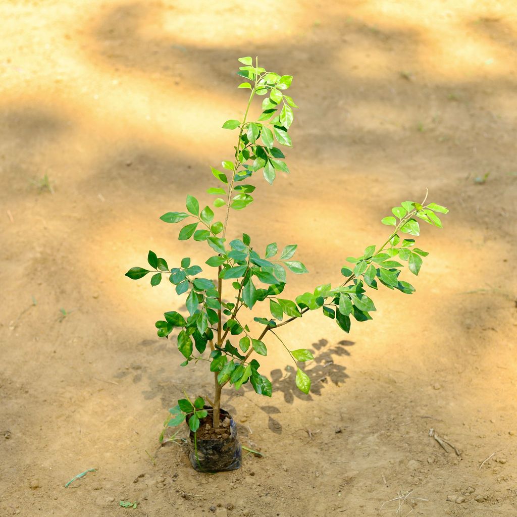 Kamini Dwarf Fragrant (~ 2 Ft) in 3 Inch Nursery Bag Kamini Dwarf Fragrant (~ 2 Ft) in 3 Inch Nursery Bag