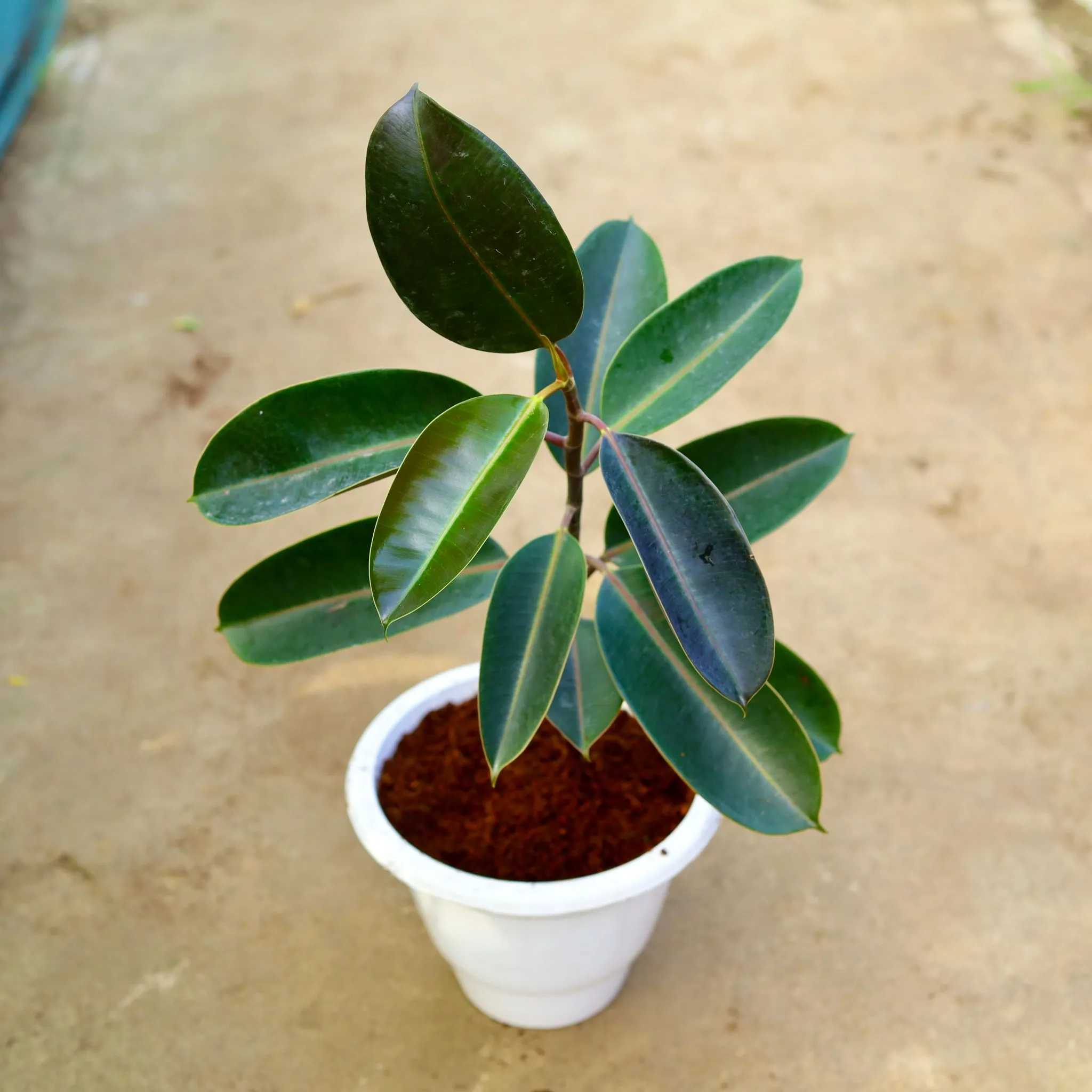 Rubber Black in 10 Inch White Classy Plastic Pot