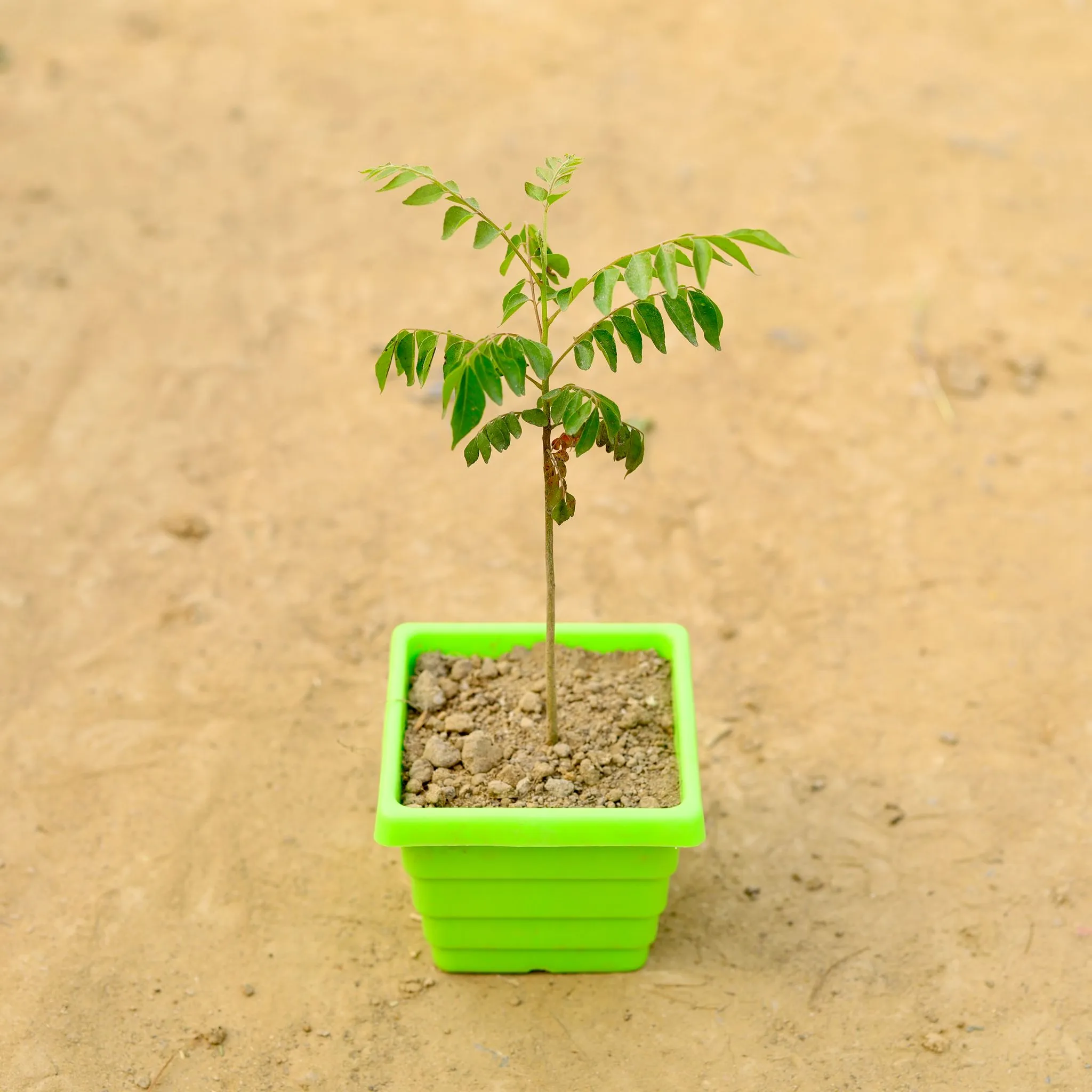 Curry Patta in 4 Inch Green Premium Orchid Square Plastic Pot