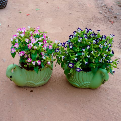Set Of 2 - Torenia / Wishbone (Any Colour) in 4 Inch Green Duck Designer Ceramic Pot