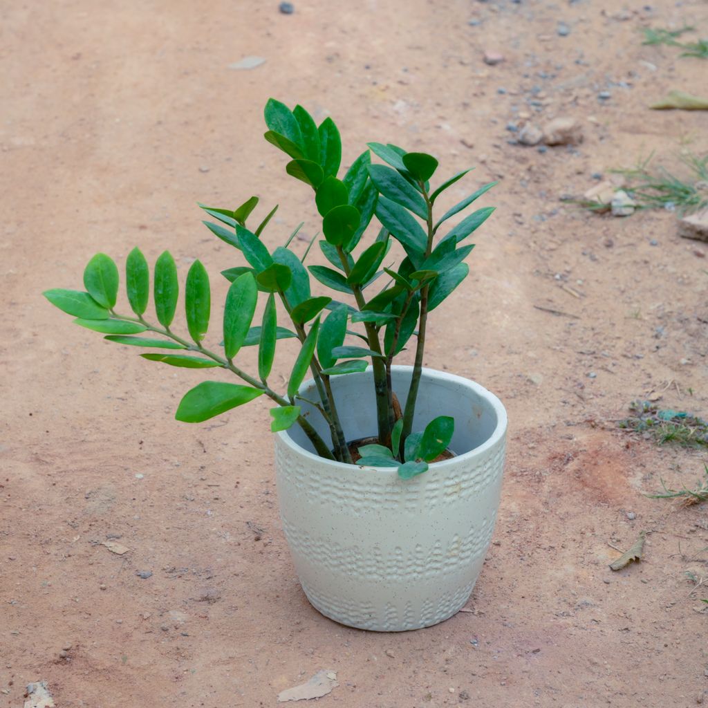 Buy Zz Green in 6 Inch White Cup Designer Ceramic Pot (Any Design) Online | Urvann.com Zz Green in 6 Inch White Cup Designer Ceramic Pot (Any Design)