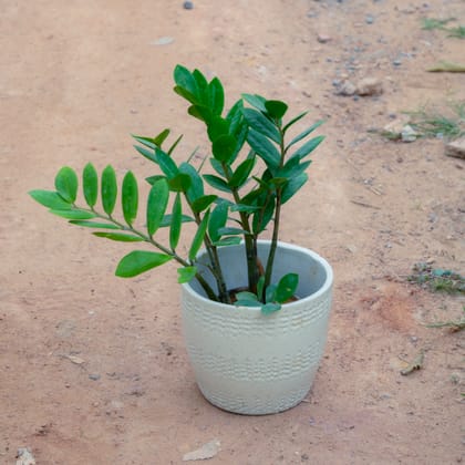 Buy Zz Green in 6 Inch White Cup Designer Ceramic Pot (Any Design) Online | Urvann.com