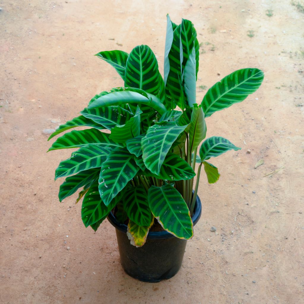 Buy Calathea Maranta / Zebrina in 14 Inch Nursery Pot Online | Urvann.com Calathea Maranta / Zebrina in 14 Inch Nursery Pot