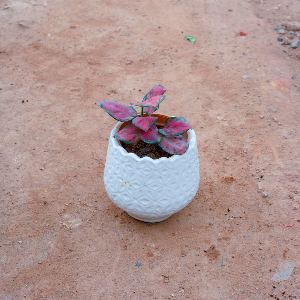 Buy Aglaonema Pink in 5 Inch White Flower Designer Ceramic Pot (Any Design) Online | Urvann.com Aglaonema Pink in 5 Inch White Flower Designer Ceramic Pot (Any Design)