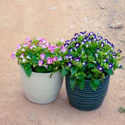 Buy Torenia / Wishbone (Any Colour) in 6 Inch Cup Designer Ceramic Pot (Any Design) (Any Colour) Online | Urvann.com