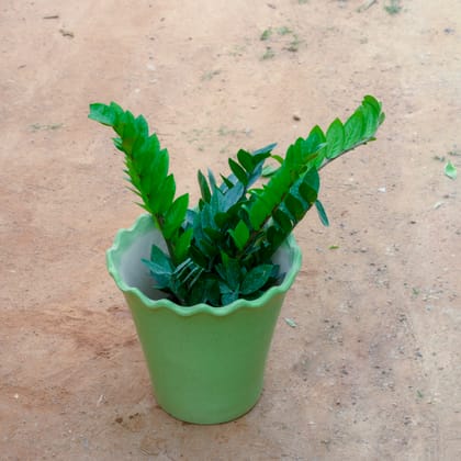Buy Zz Green in 8 Inch Green Flower Designer Ceramic Pot Online | Urvann.com