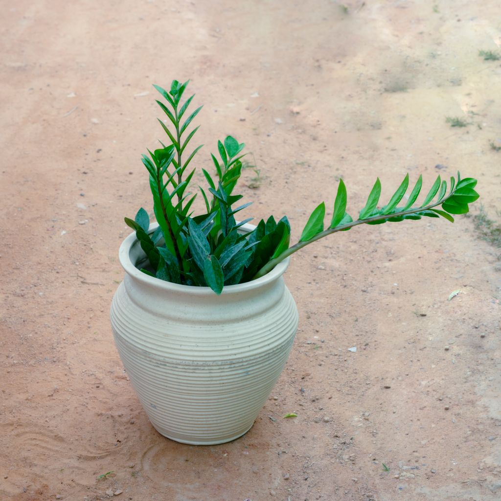Buy Zz Green in 12 Inch White Handi Vase Designer Ceramic Pot (Any Design) Online | Urvann.com Zz Green in 12 Inch White Handi Vase Designer Ceramic Pot (Any Design)