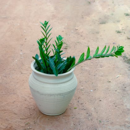 Buy Zz Green in 12 Inch White Handi Vase Designer Ceramic Pot (Any Design) Online | Urvann.com