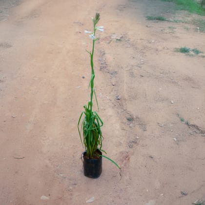 Buy Rajnigandha / Tuberose White in 5 Inch Nursery bag Online | Urvann.com