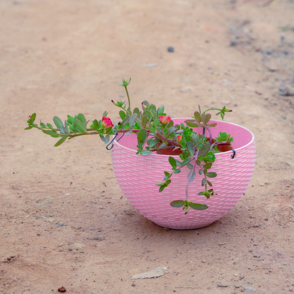 Buy Portulaca Moss Rose (Any Colour) in 4 Inch Pink Hanging Basket Online | Urvann.com Portulaca Moss Rose (Any Colour) in 4 Inch Pink Hanging Basket