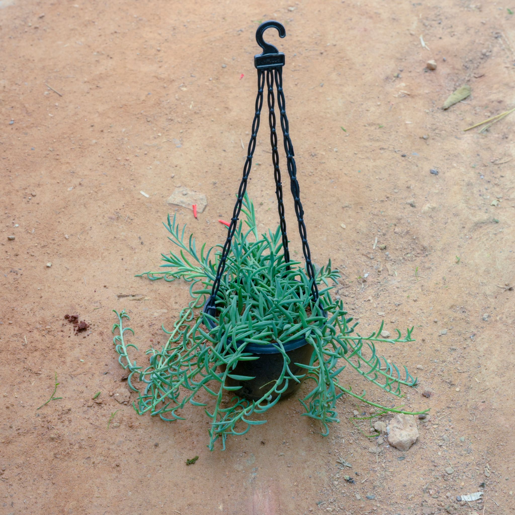 Senecio Radicans / String Of Banana in 6 Inch Black Hanging Basket