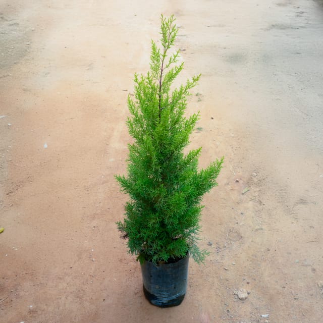 Golden Cypress in 12 Inch Nursery bag