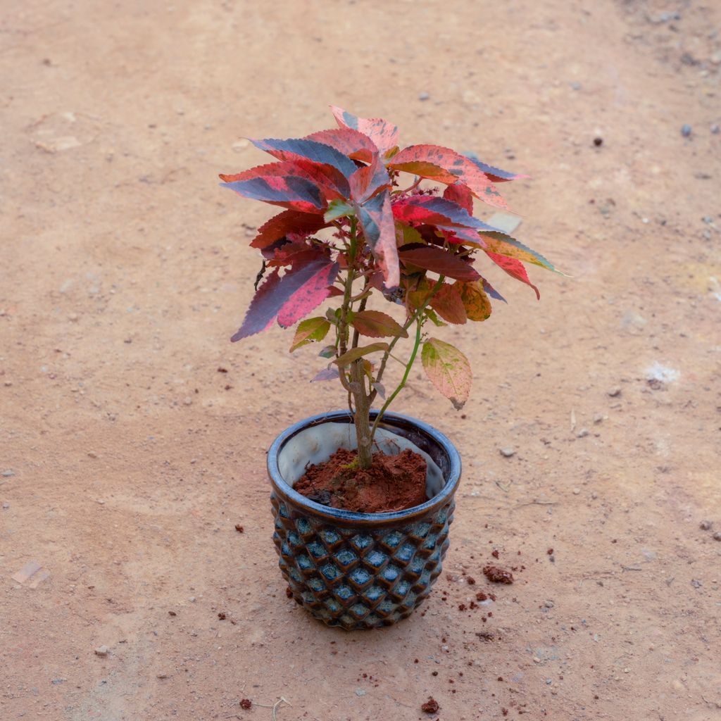 Buy Acalypha Red in 4 Inch Pineapple Designer Ceramic Pot (Any Colour) Online | Urvann.com Acalypha Red in 4 Inch Pineapple Designer Ceramic Pot (Any Colour)
