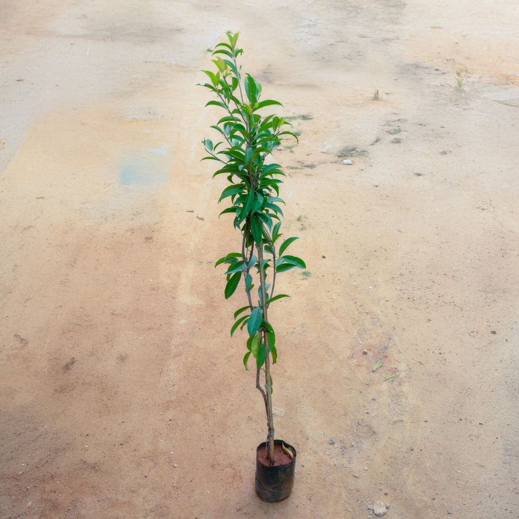 Buy Chiku / Sapodilla in 8 Inch Nursery bag Online | Urvann.com Chiku / Sapodilla in 8 Inch Nursery bag
