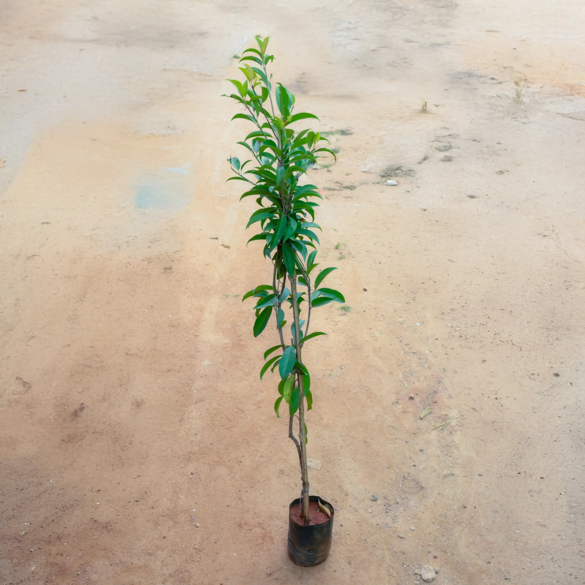 Chiku / Sapodilla in 8 Inch Nursery bag