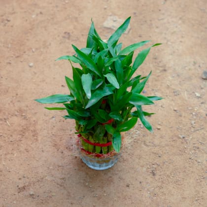 Buy 3 Layer Lucky Bamboo in 3 Inch Glass Bowl Online | Urvann.com