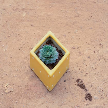 Buy Vishnu Kamal Succulent in 4 Inch Kite Designer Ceramic Pot (Any Design) Online | Urvann.com