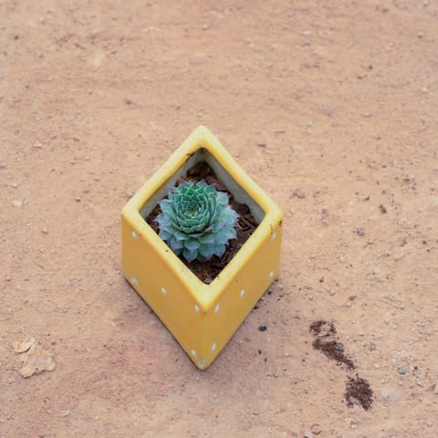 Vishnu Kamal Succulent in 4 Inch Kite Designer Ceramic Pot (Any Design)