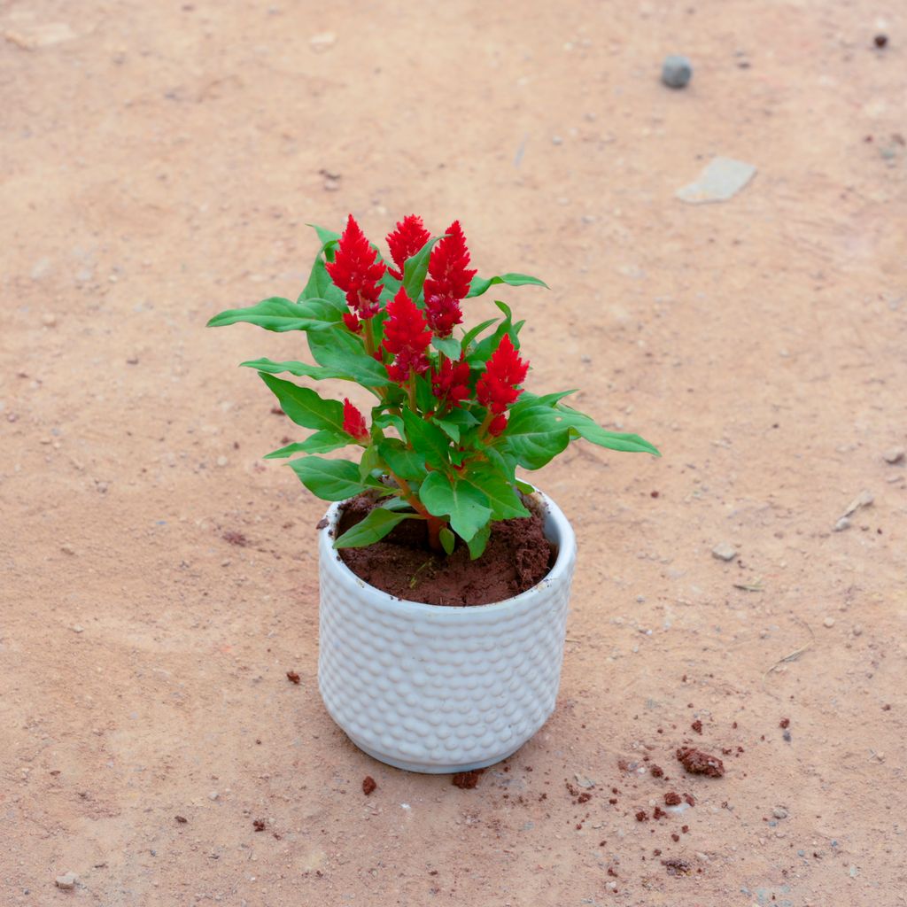 Buy Celosia / Cockscomb (Any Colour) in 4 Inch White Designer Cylindrical Ceramic Pot (Any Design) Online | Urvann.com Celosia / Cockscomb (Any Colour) in 4 Inch White Designer Cylindrical Ceramic Pot (Any Design)