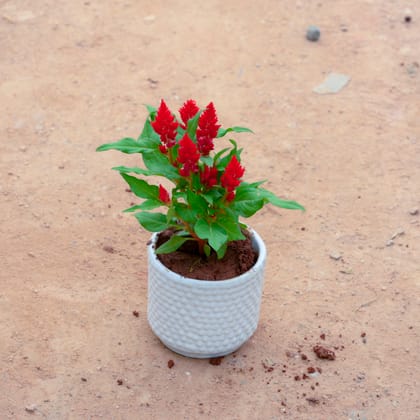 Buy Celosia / Cockscomb (Any Colour) in 4 Inch White Designer Cylindrical Ceramic Pot (Any Design) Online | Urvann.com