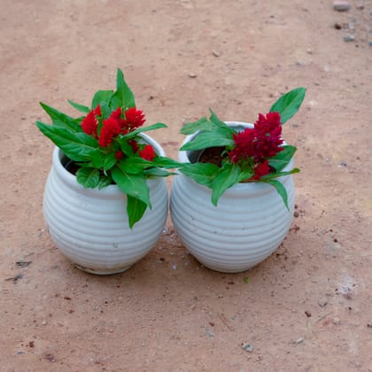 Buy Set Of 2 - Celosia / Cockscomb (Any Colour) in 4 Inch White Handi Vase Designer Ceramic Pot (Any Design) Online | Urvann.com