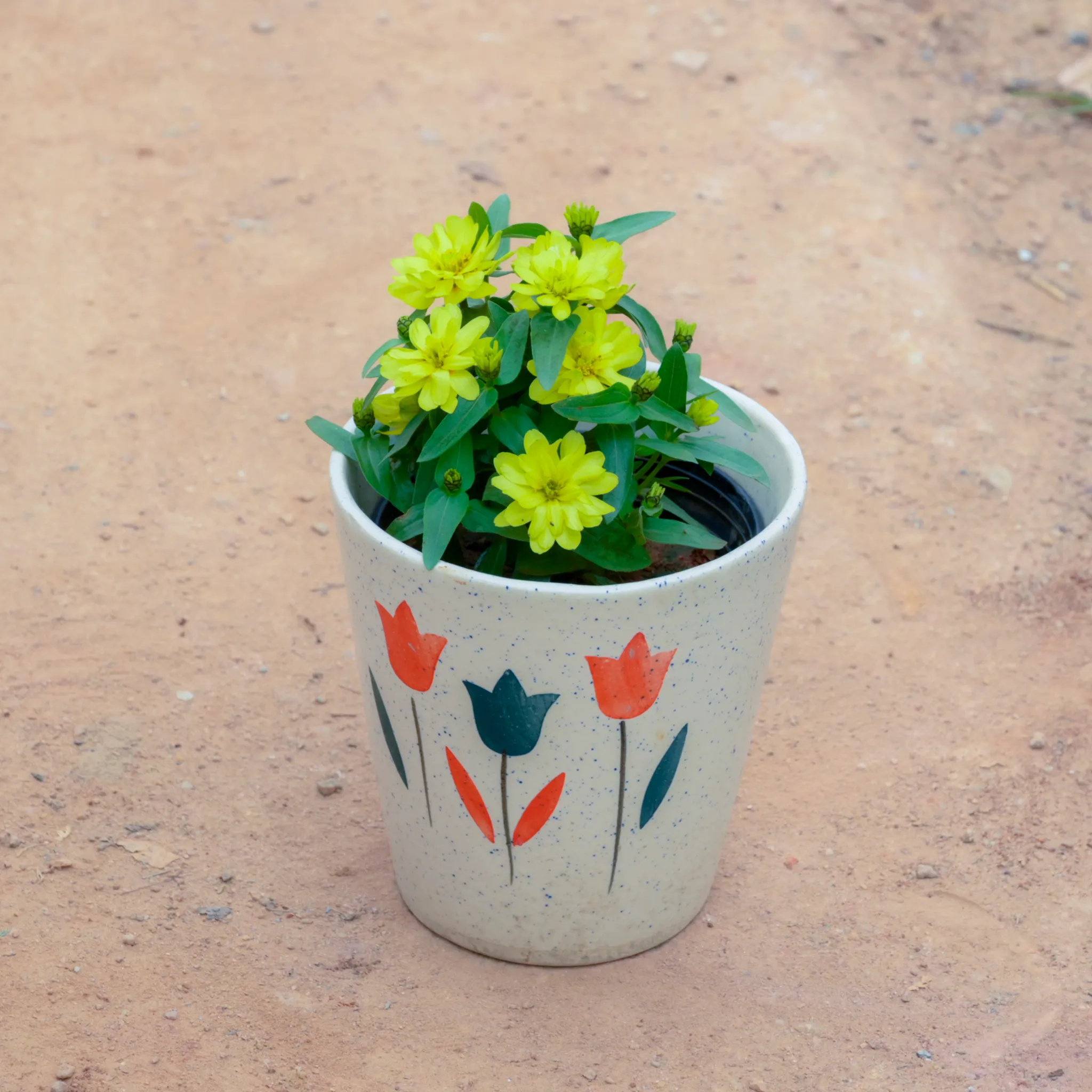 Zinnia (Any Colour) in 7 Inch White Balti Designer Ceramic Pot (Any Design)