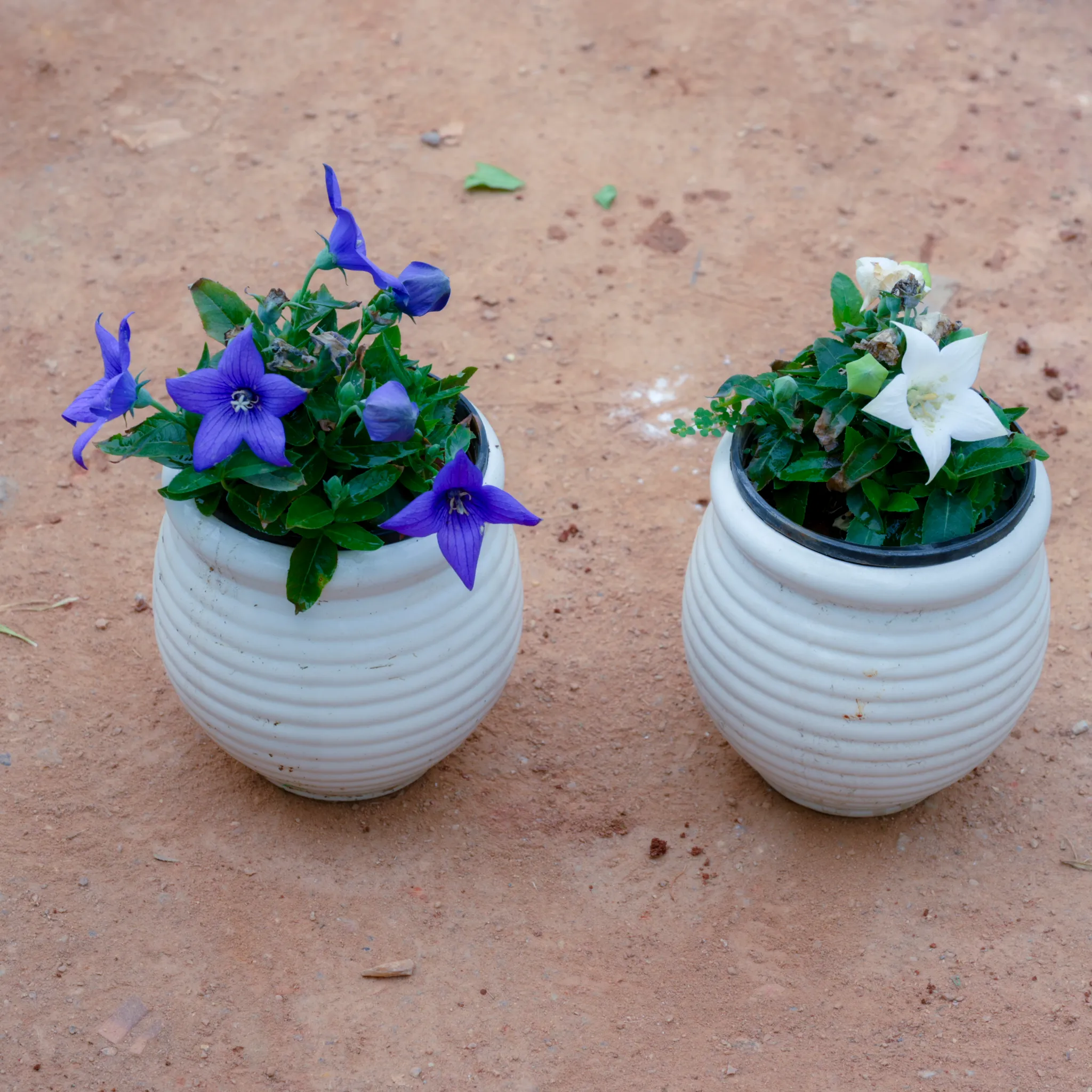 Set Of 2 - Platycodon Grandiflorus / Balloon White & Blue Flower in 4 Inch White Handi Vase Designer Ceramic Pot (Any Design)