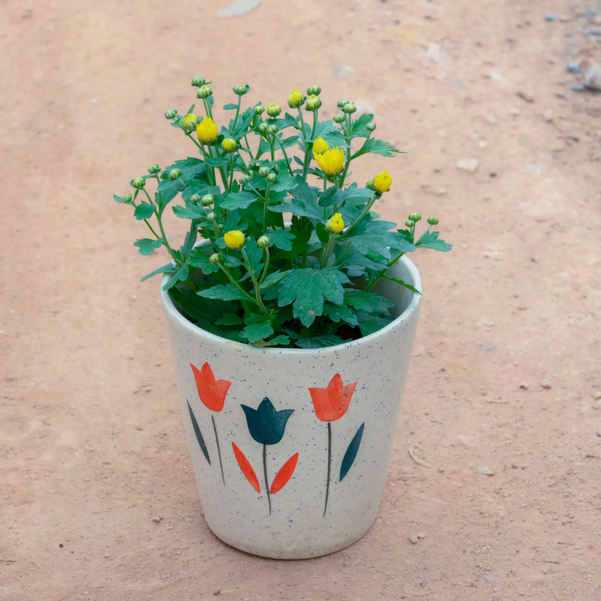 Chrysanthemum / Guldawari / Guldaudi (Any Colour) in 6 Inch White Balti Designer Ceramic Pot (Any Design)