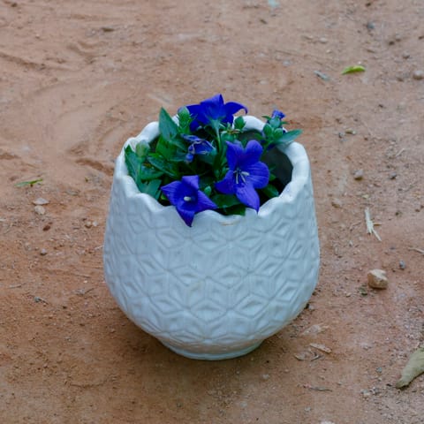 Cosmos (Any Colour) in 6 Inch White Flower Designer Ceramic Pot (Any Design)