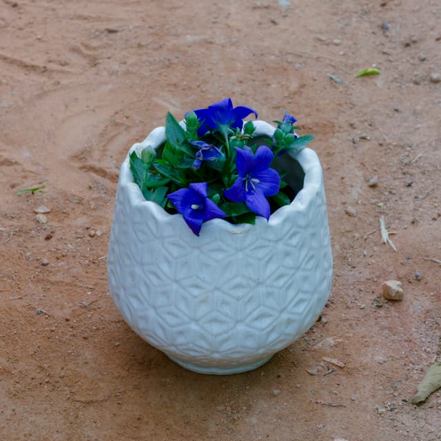 Buy Cosmos (Any Colour) in 6 Inch White Flower Designer Ceramic Pot (Any Design) Online | Urvann.com