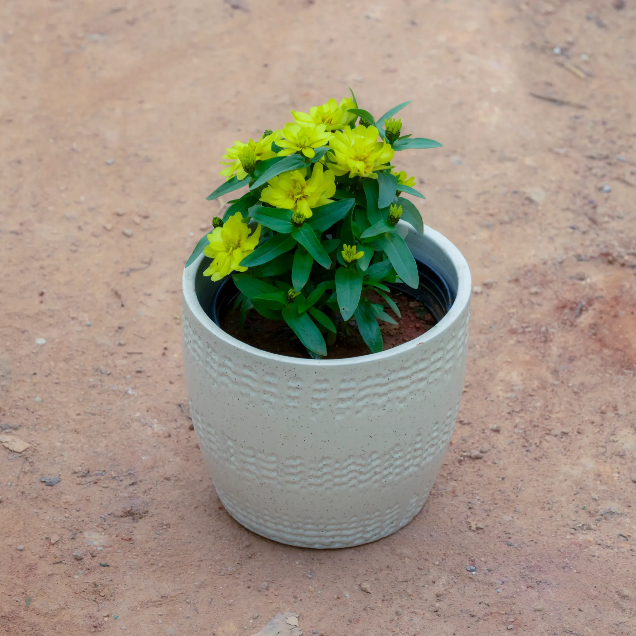 Zinnia (Any Colour) in 6 Inch White Cup Designer Ceramic Pot (Any Design)