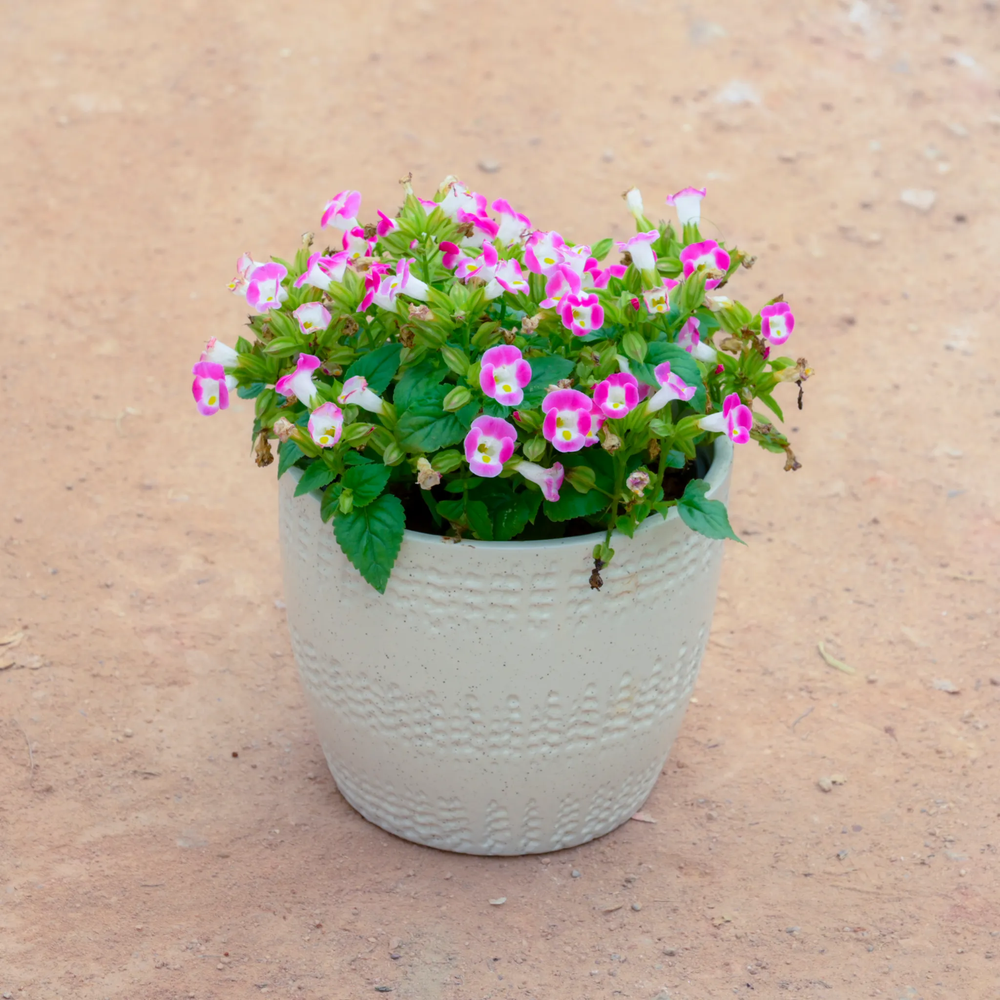 Torenia / Wishbone (Any Colour) in 6 Inch White Cup Designer Ceramic Pot (Any Design)