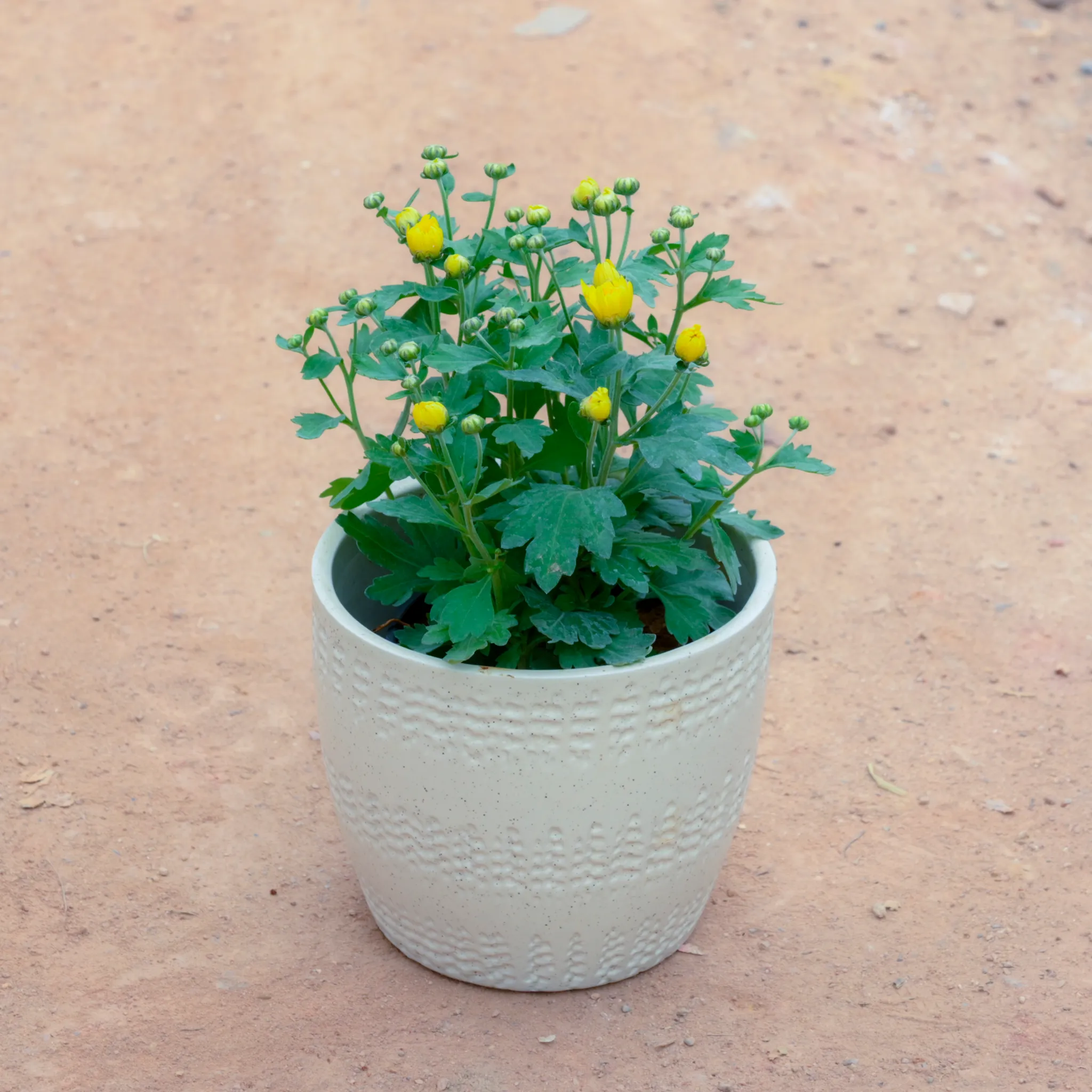 Chrysanthemum / Guldawari / Guldaudi (Any Colour) in 6 Inch White Cup Designer Ceramic Pot (Any Design)