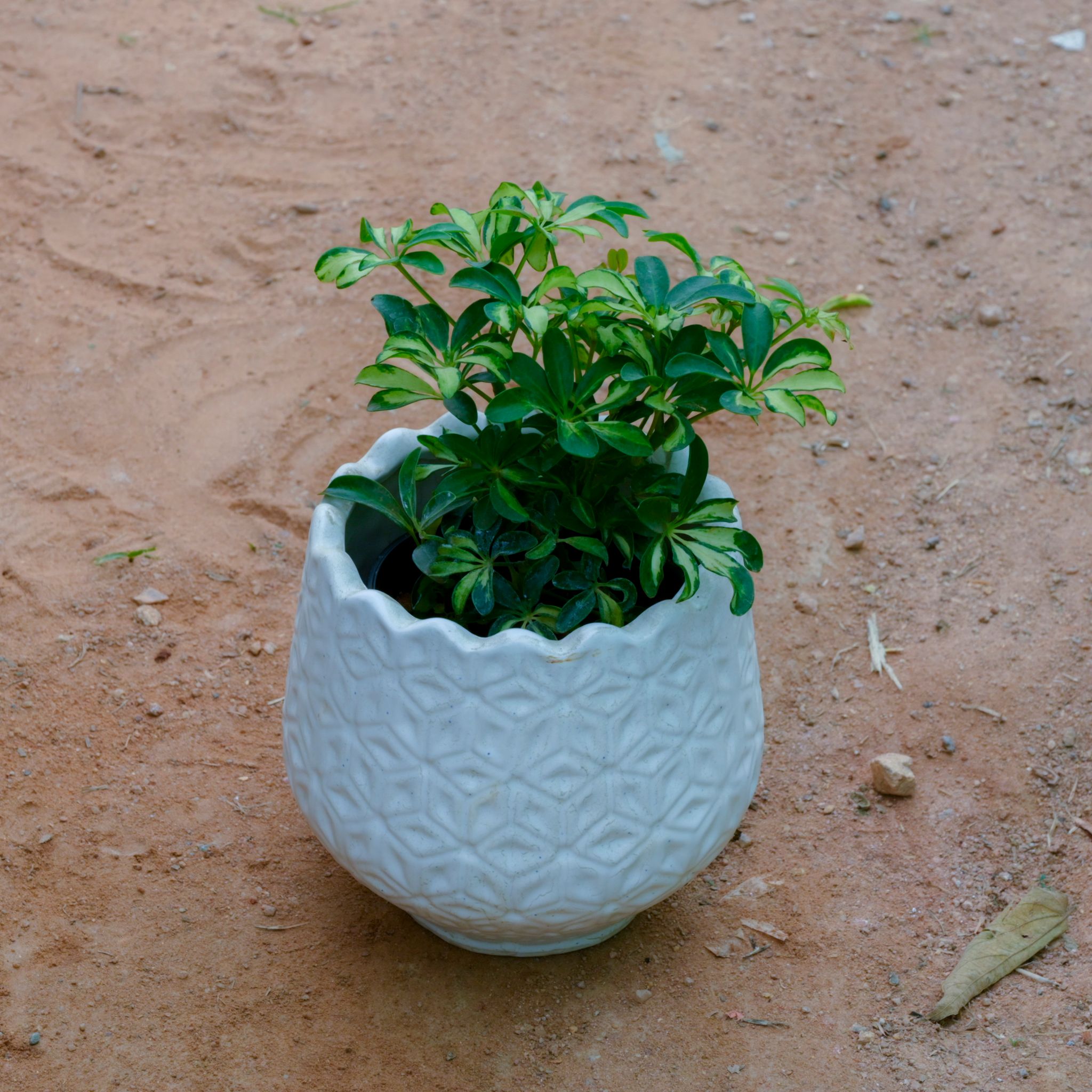 Schefflera Green Dwarf in 7 Inch White Flower Designer Ceramic Pot (Any Design)