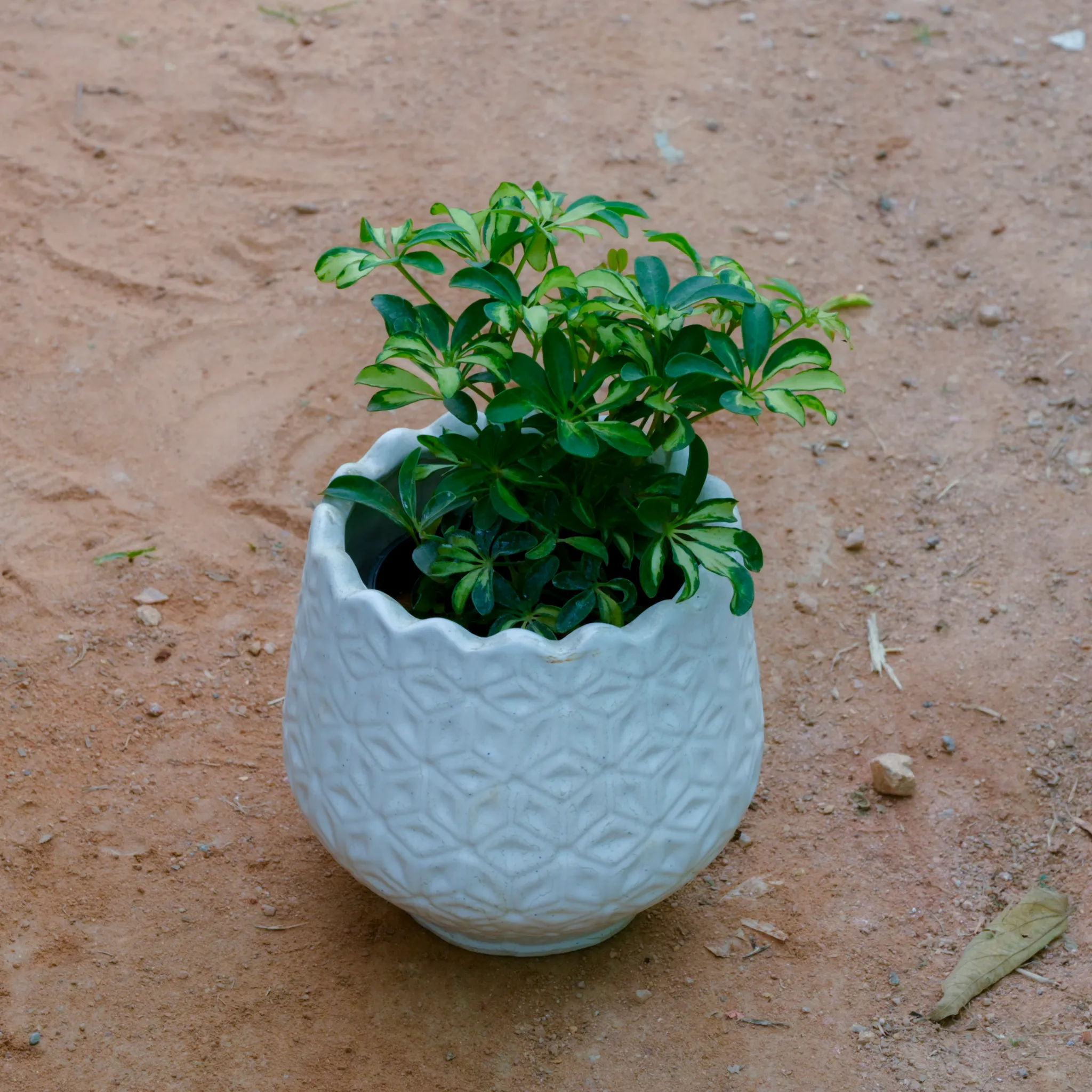 Schefflera Green Dwarf in 7 Inch White Flower Designer Ceramic Pot (Any Design)