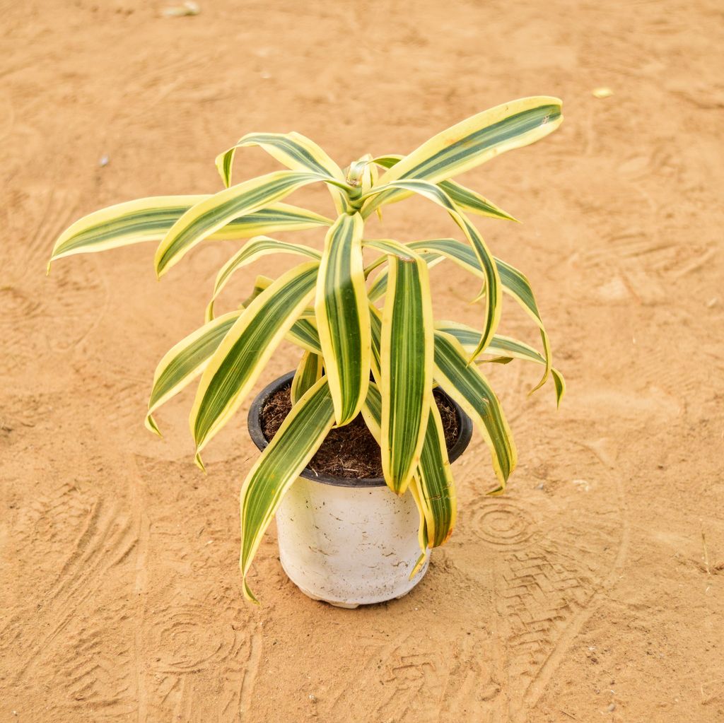 Buy Song of India in 4 inch Nursery Pot Online | Urvann.com Song of India in 4 inch Nursery Pot