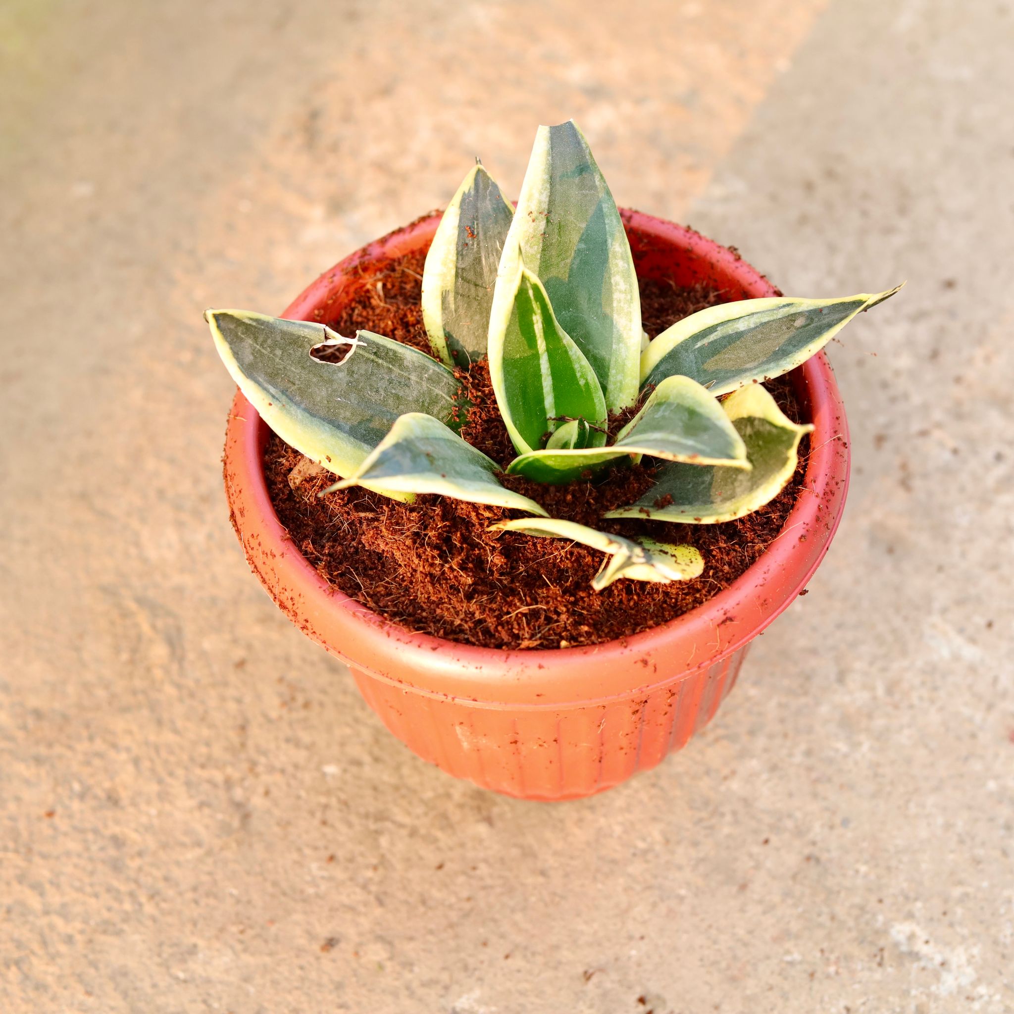 Snake Dwarf in 8 Inch Terracotta Red Olive Plastic Pot