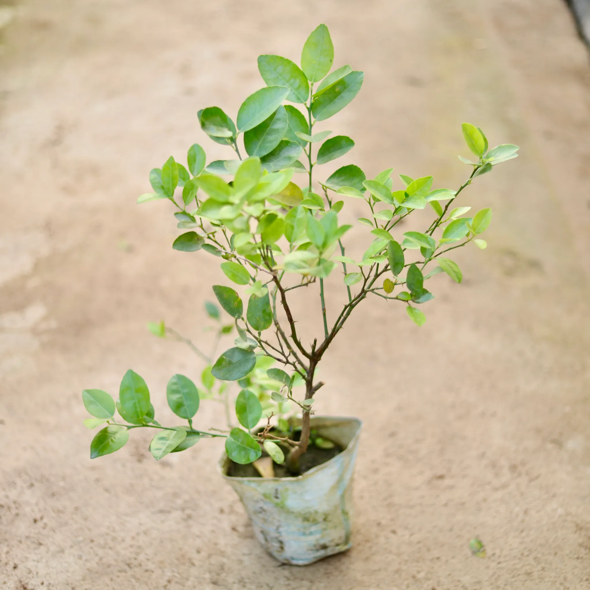 Nimboo / Lemon Plant (All Season) in 8 Inch Nursery Bag