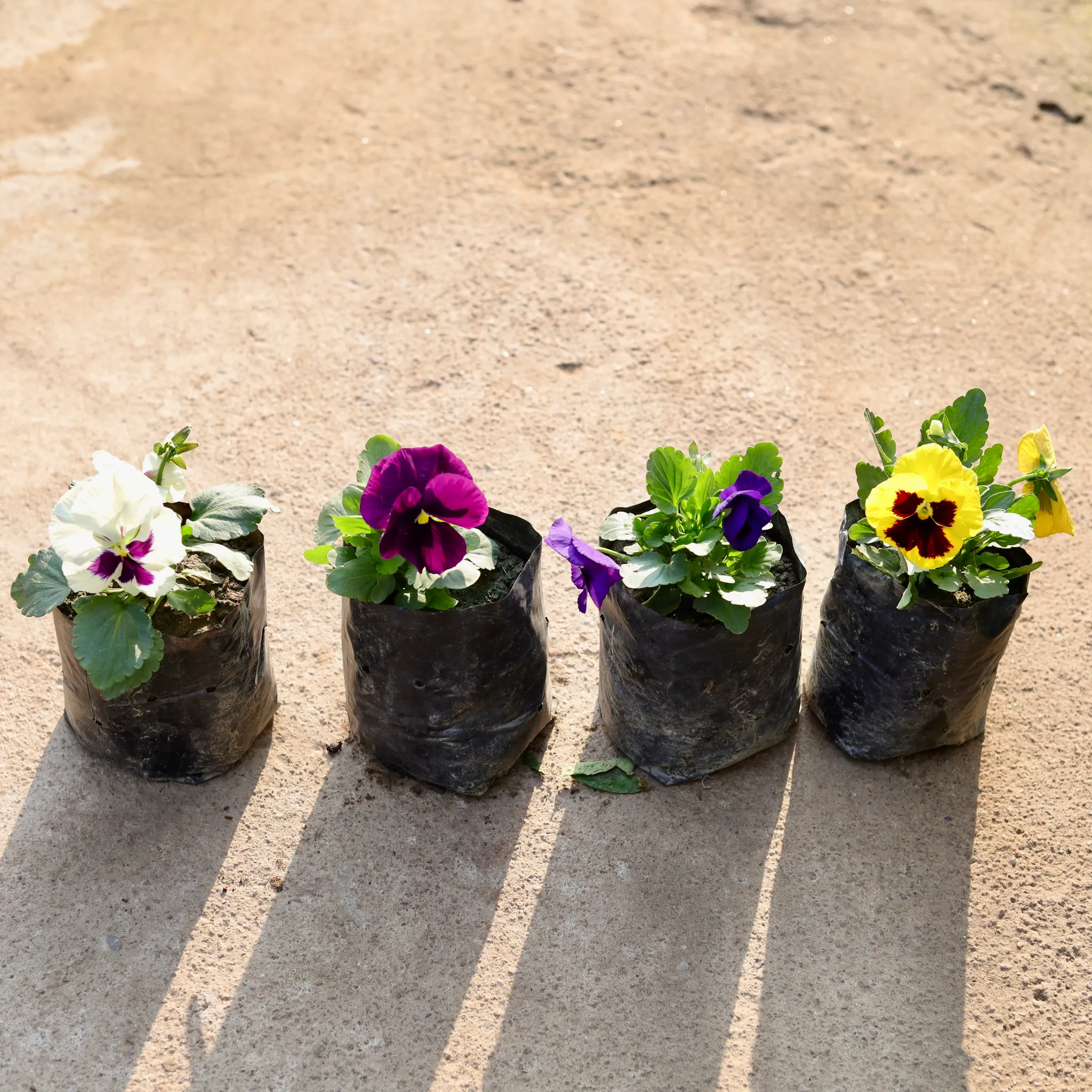 Set of 4 - Pansy (any colour) in 4 Inch Nursery Bag