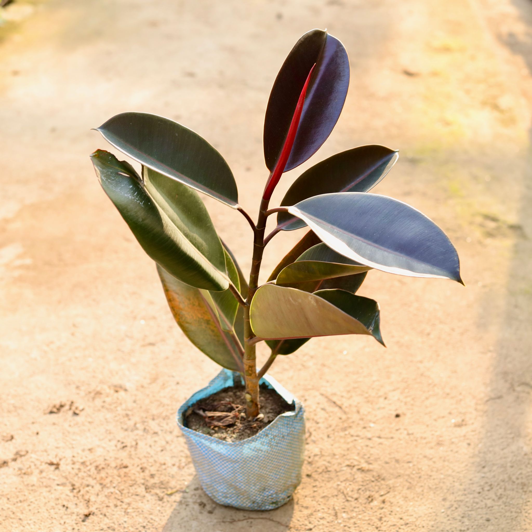 Rubber black in 8 Inch Nursery Bag